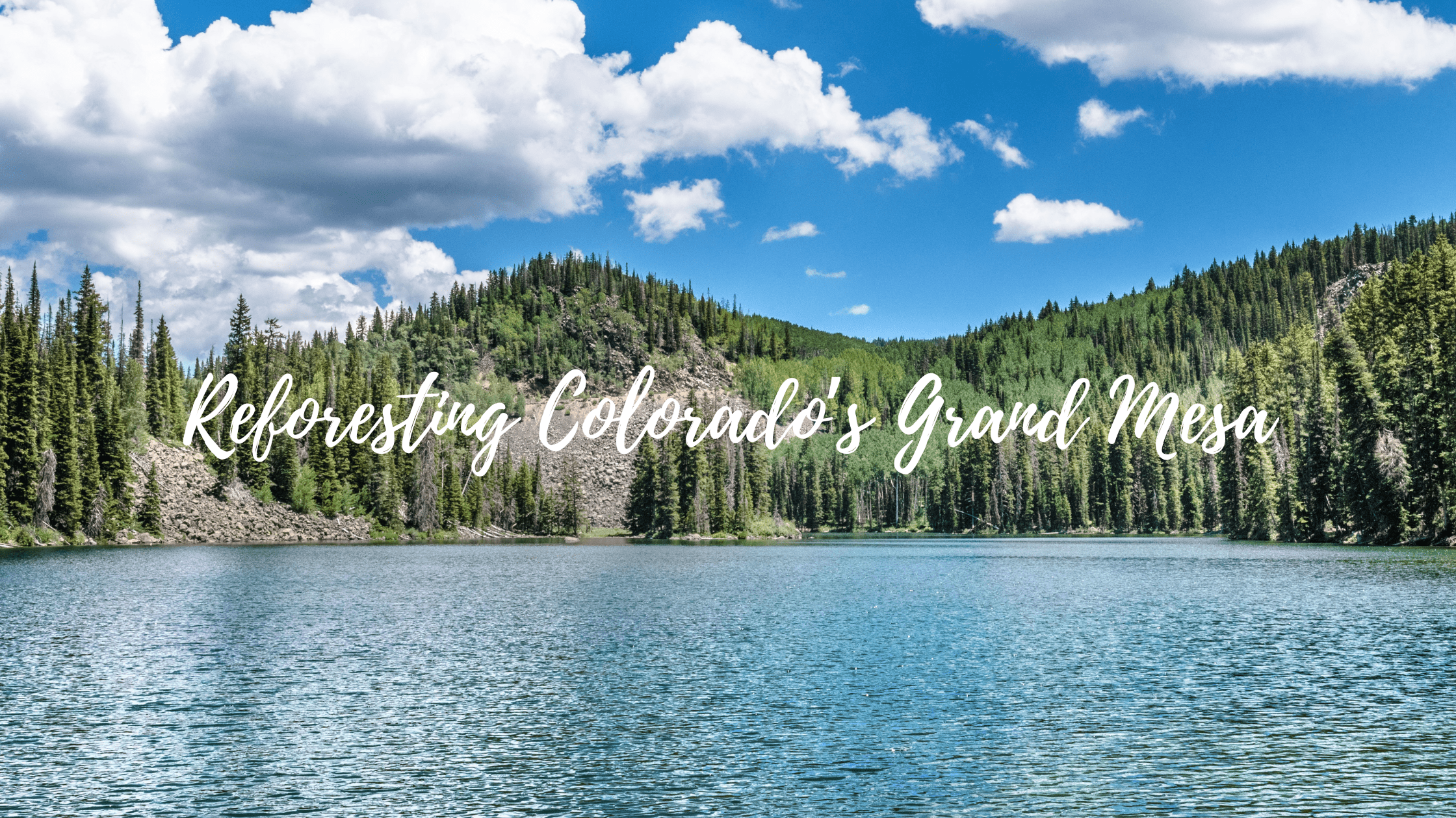 Western Colorado Reforestation: Tree Planting on the Grand Mesa