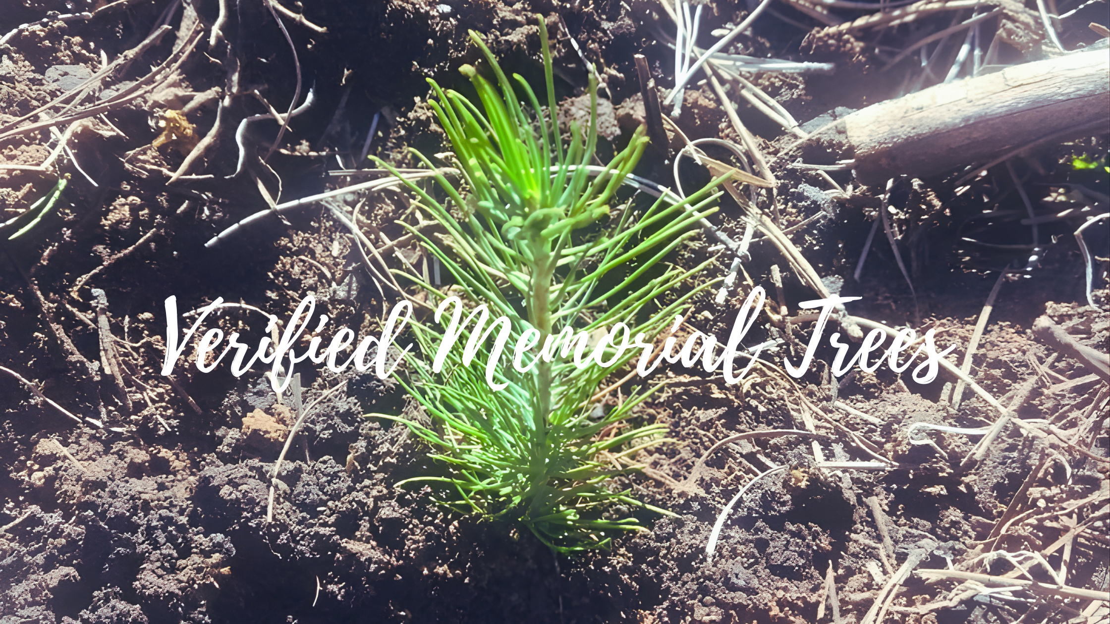 Evertrack 2026: New Verified Memorial Tree Planting Sites