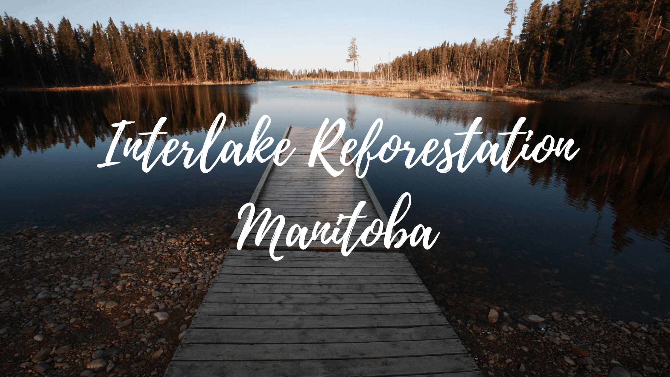 Interlake Wildfire Reforestation - Manitoba