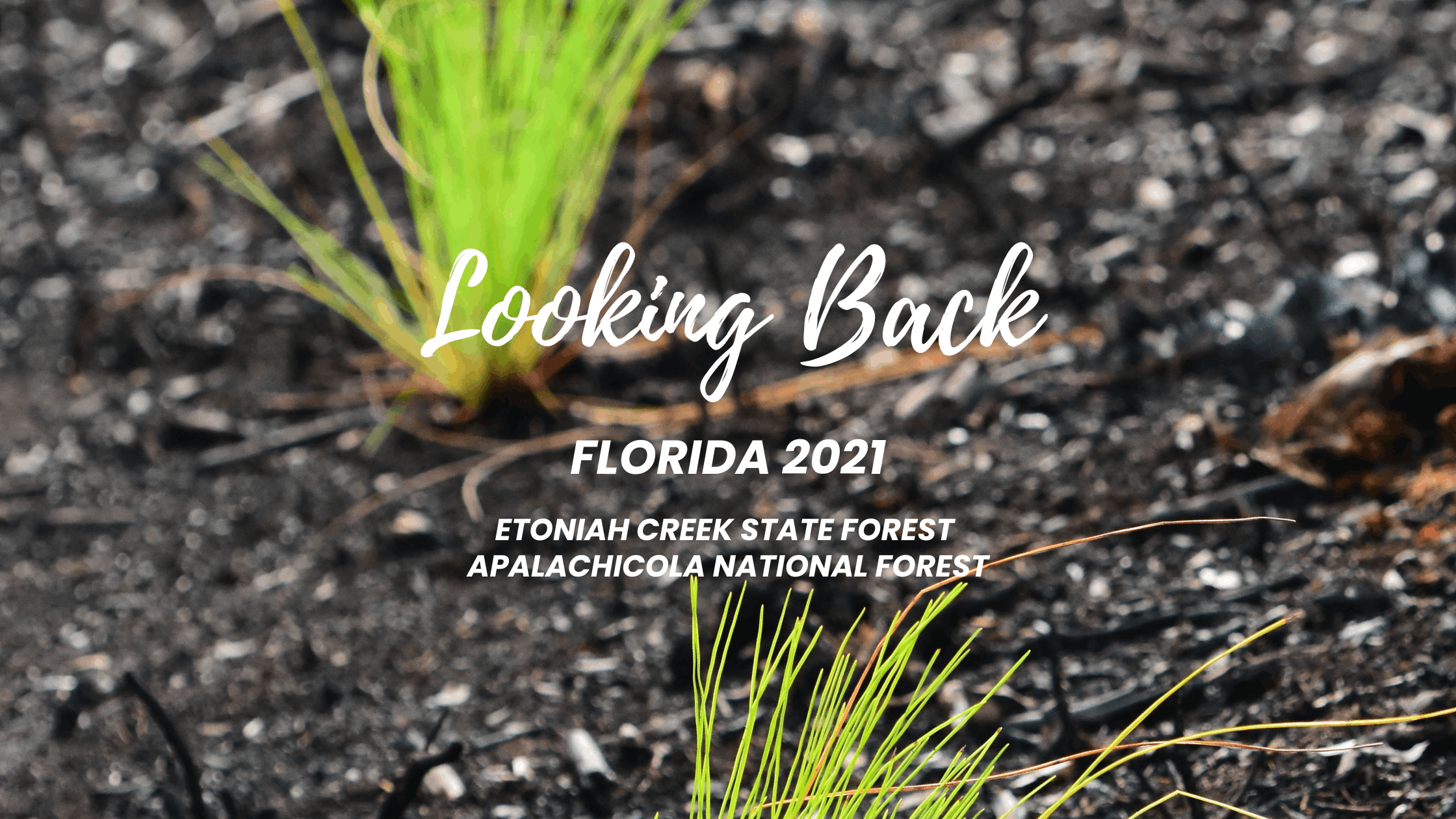 Looking Back: Florida National & State Forest Restoration