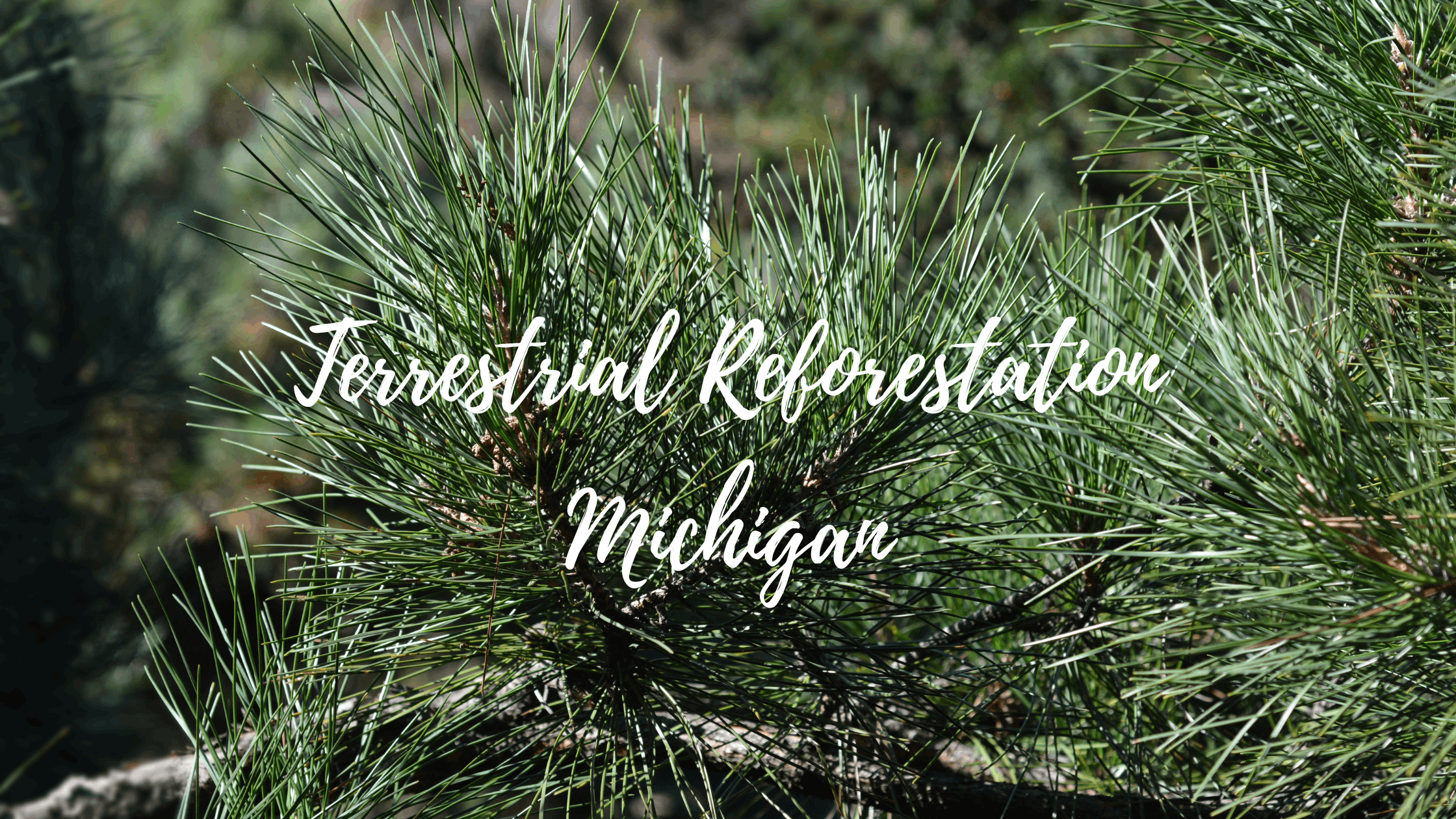 Replanting Michigan: Red and Jack Pine Terrestrial Reforestation