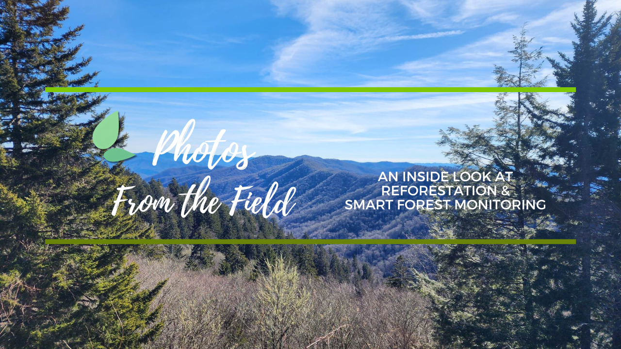 Photos From The Field: Advanced Forest Monitoring