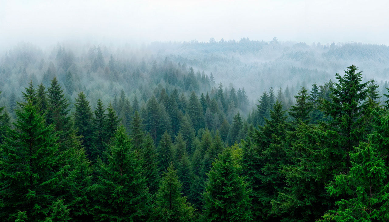 Eco-Friendly Memorial Options & Sustainable Ways To Honor Life