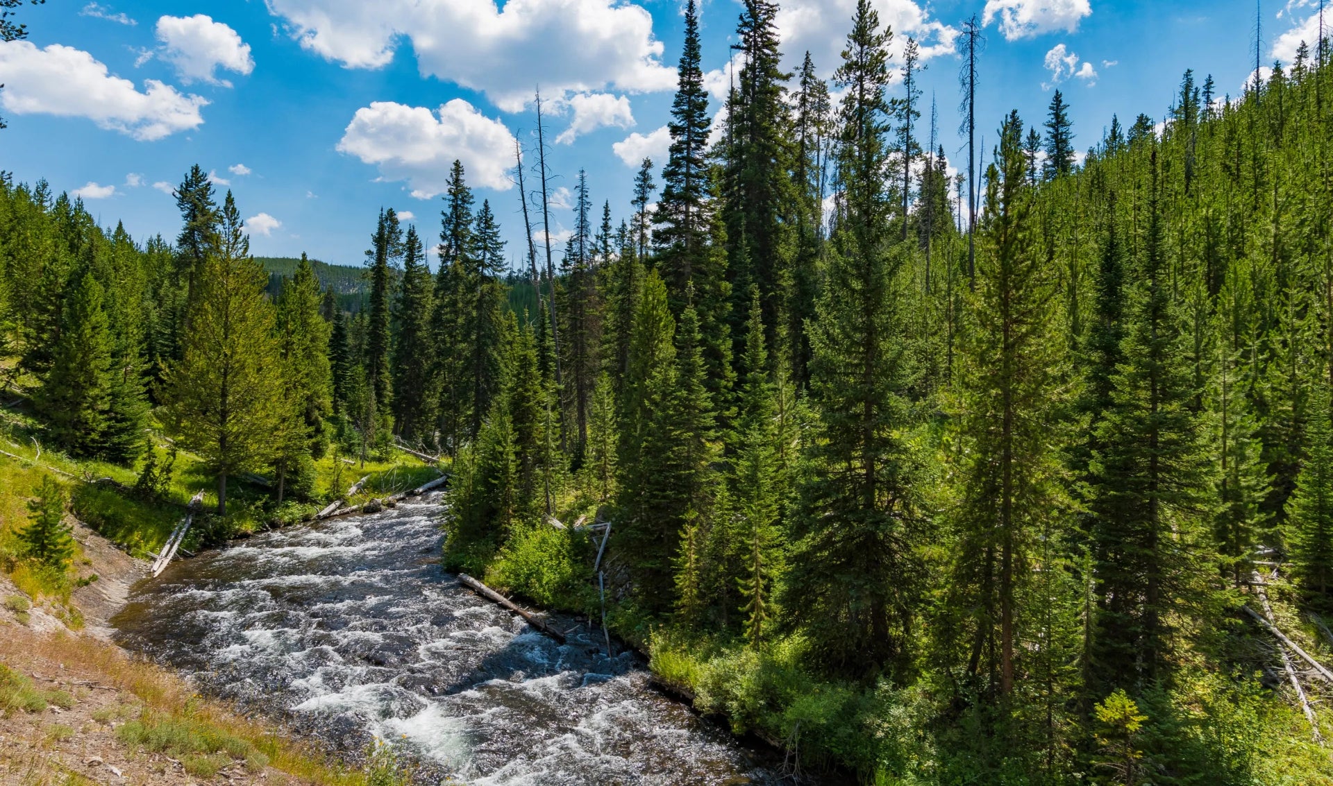 forest with river