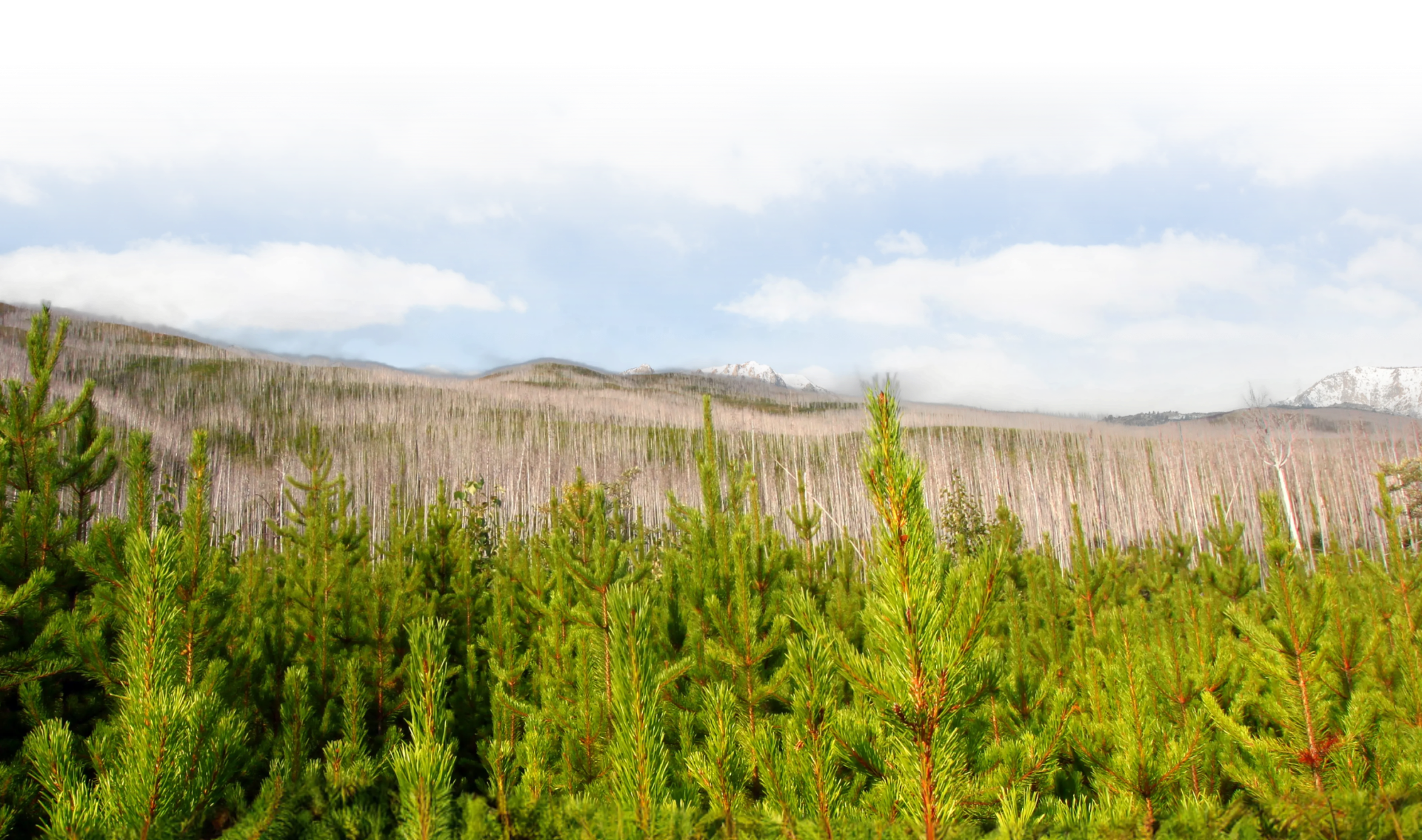 forest and hills
