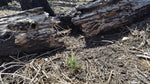 Pine tree planting sponsored by A Living Tribute in the Emerald Fire burn scar