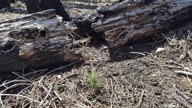 Pine tree planting sponsored by A Living Tribute in the Emerald Fire burn scar