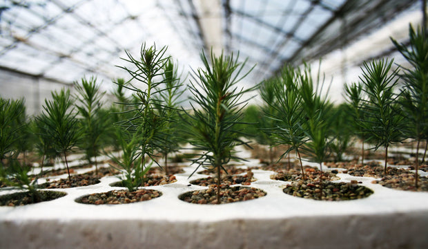 Memorial Tree Seedlings
