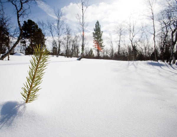 Beauty of Christmas Give-A-Tree Card. Every Cart Plants A Tree