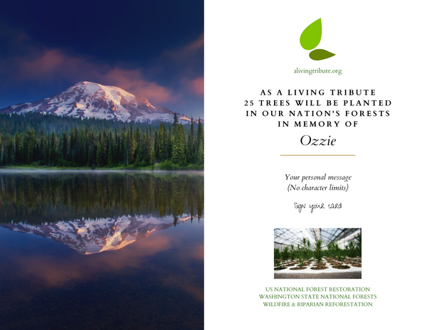 Pet Loss Memorial Tree Gift Plant a Tree in Memory in a National Forest Send a Personalized Card