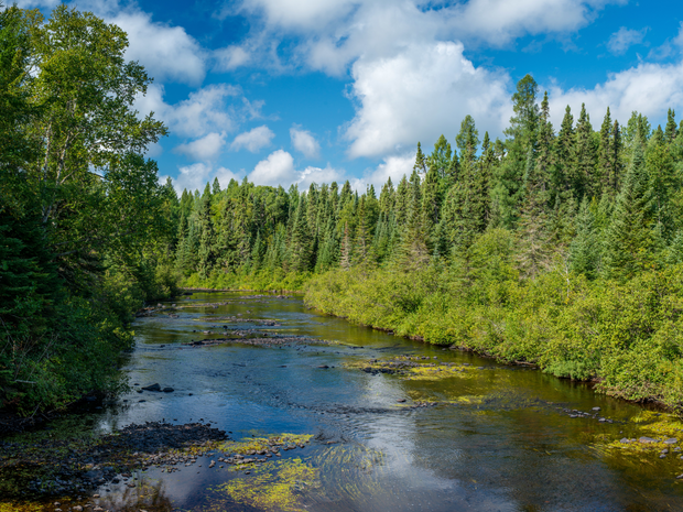 Plant a Tree in Superior National Forest
