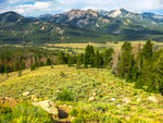 National Forest Reforestation