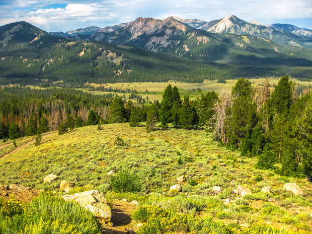 National Forest Reforestation