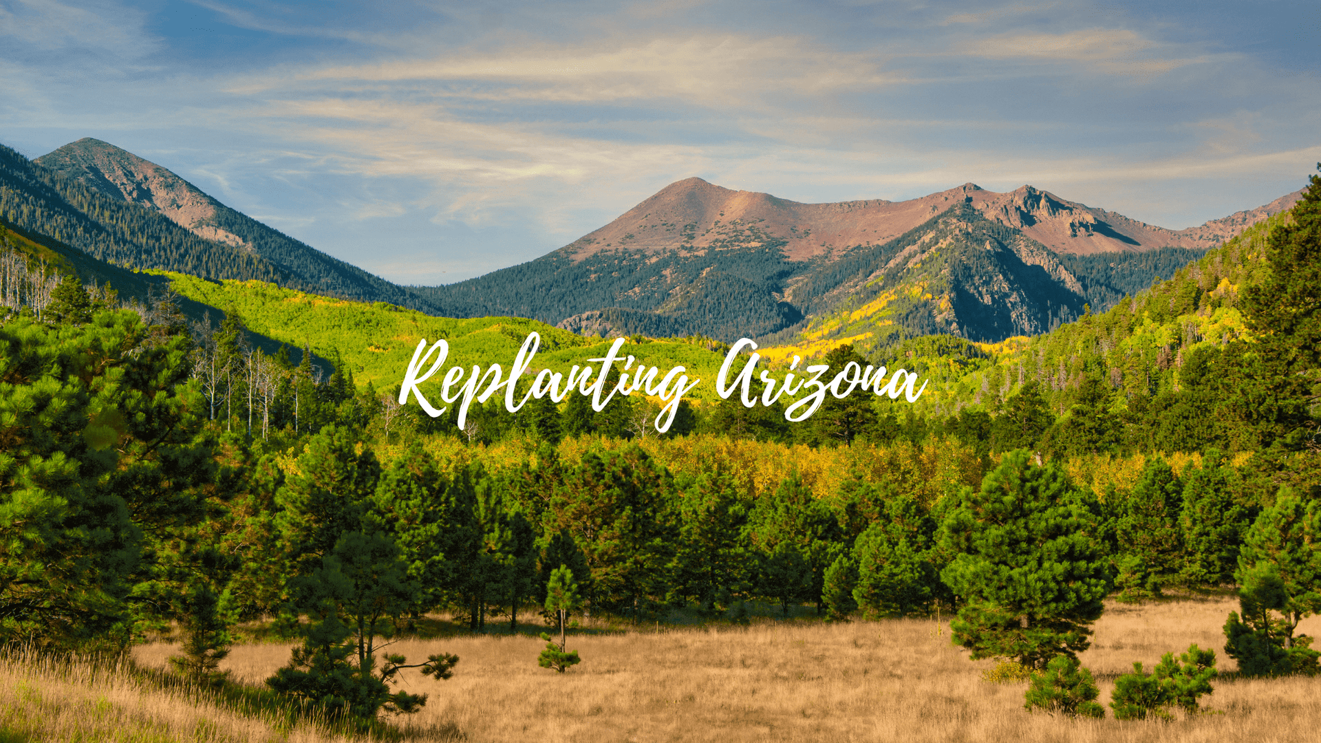 Replanting Arizona: Restoring Forests Lost to Wildfires | A Living