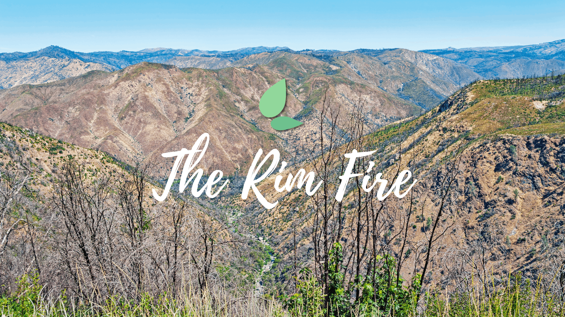 Planting Hope in the Forests Near Yosemite