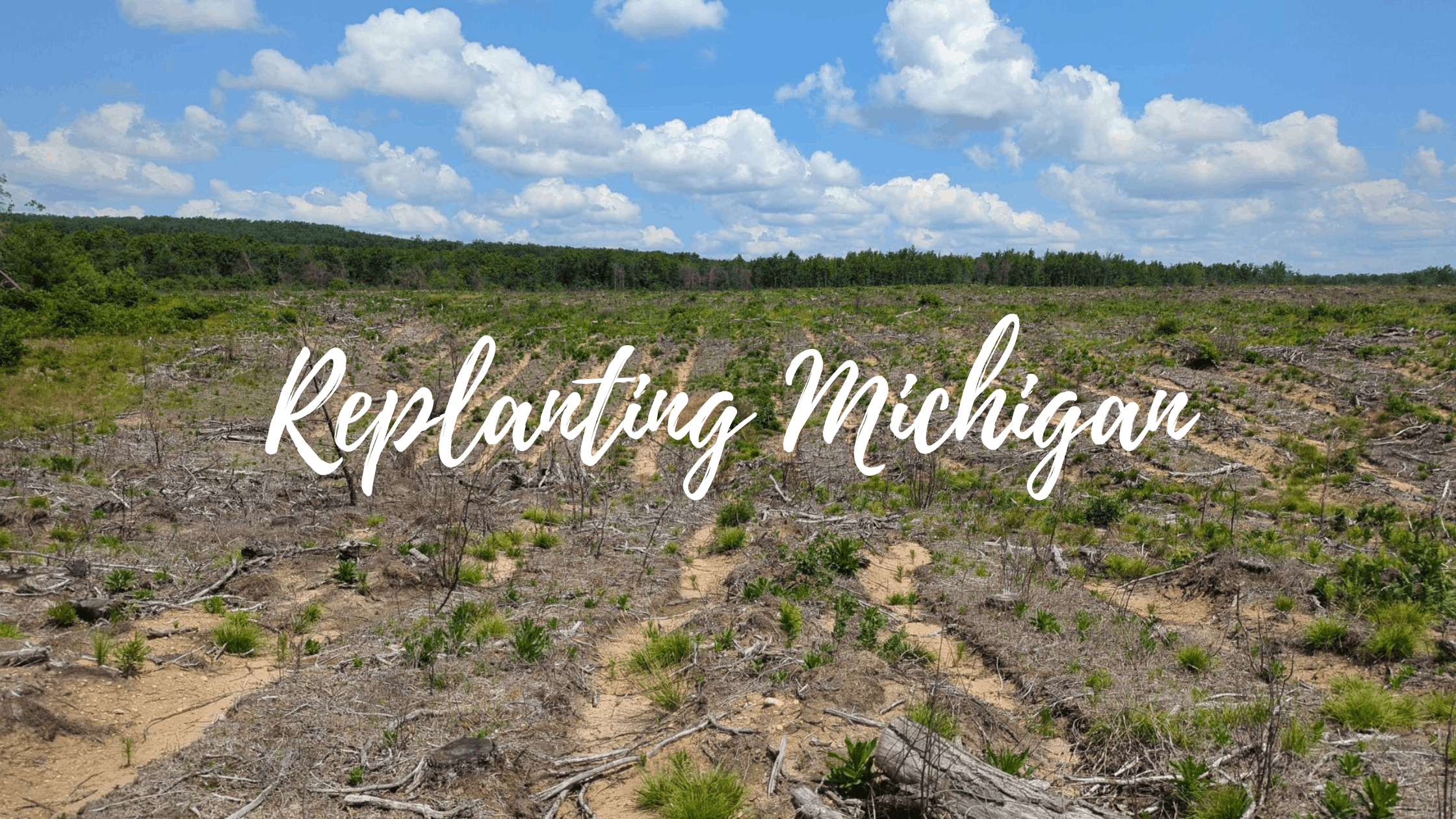From Seedling to Forest: Red Pine Reforestation in Roscommon State Forest