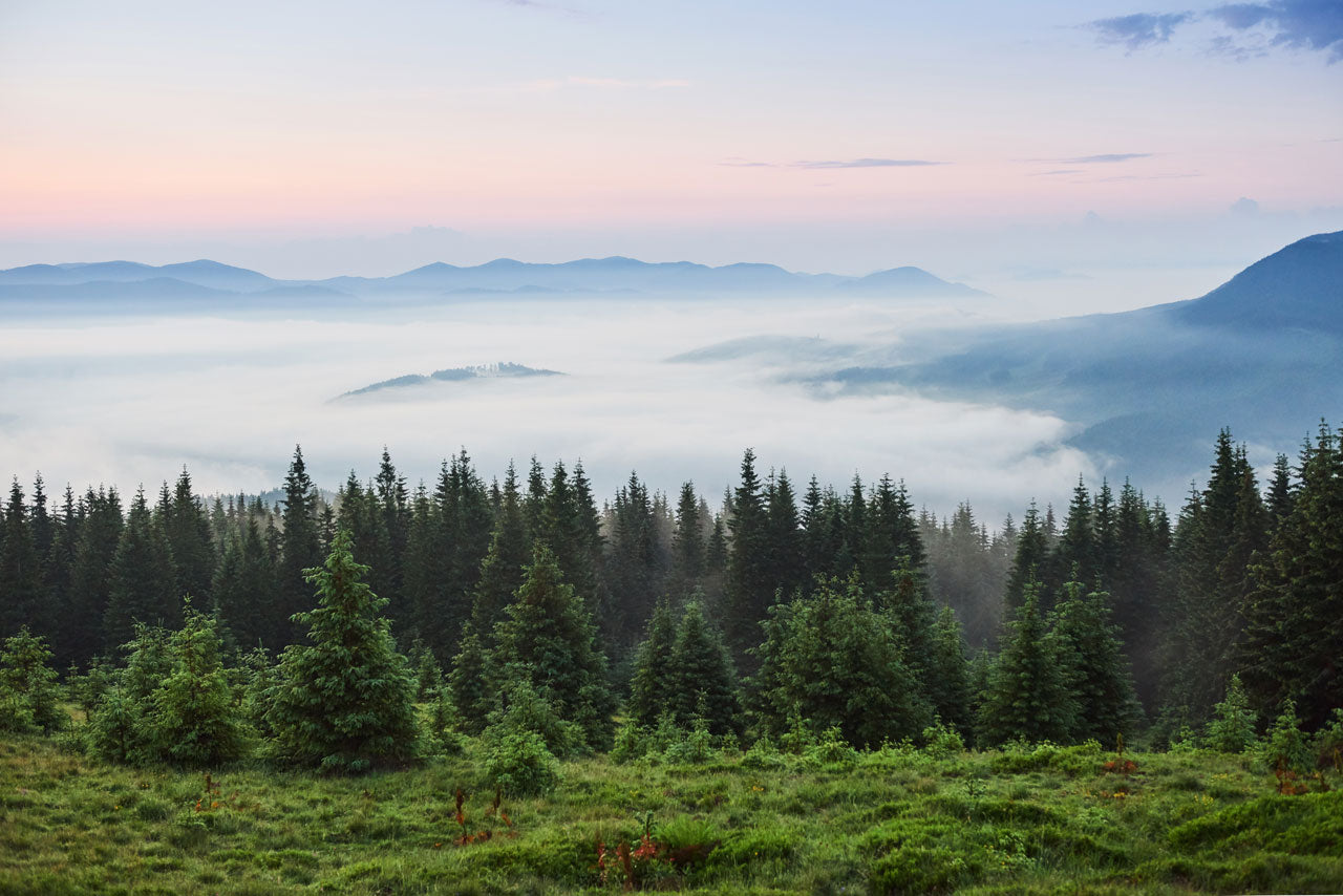 National Forest Reforestation Programs: Where Tribute Trees Take Root