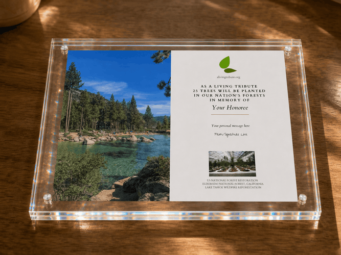 Framed Tree Planting Gifts