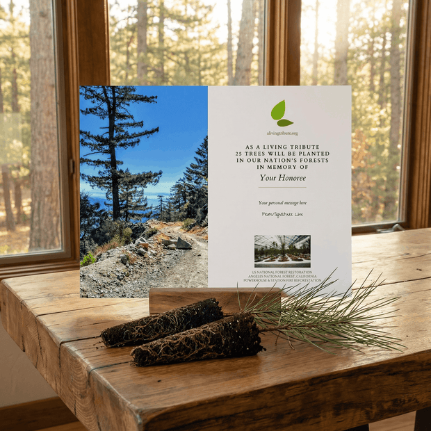 Memorial tree planting card for Angeles National Forest on a wooden table with a forest view through a window.