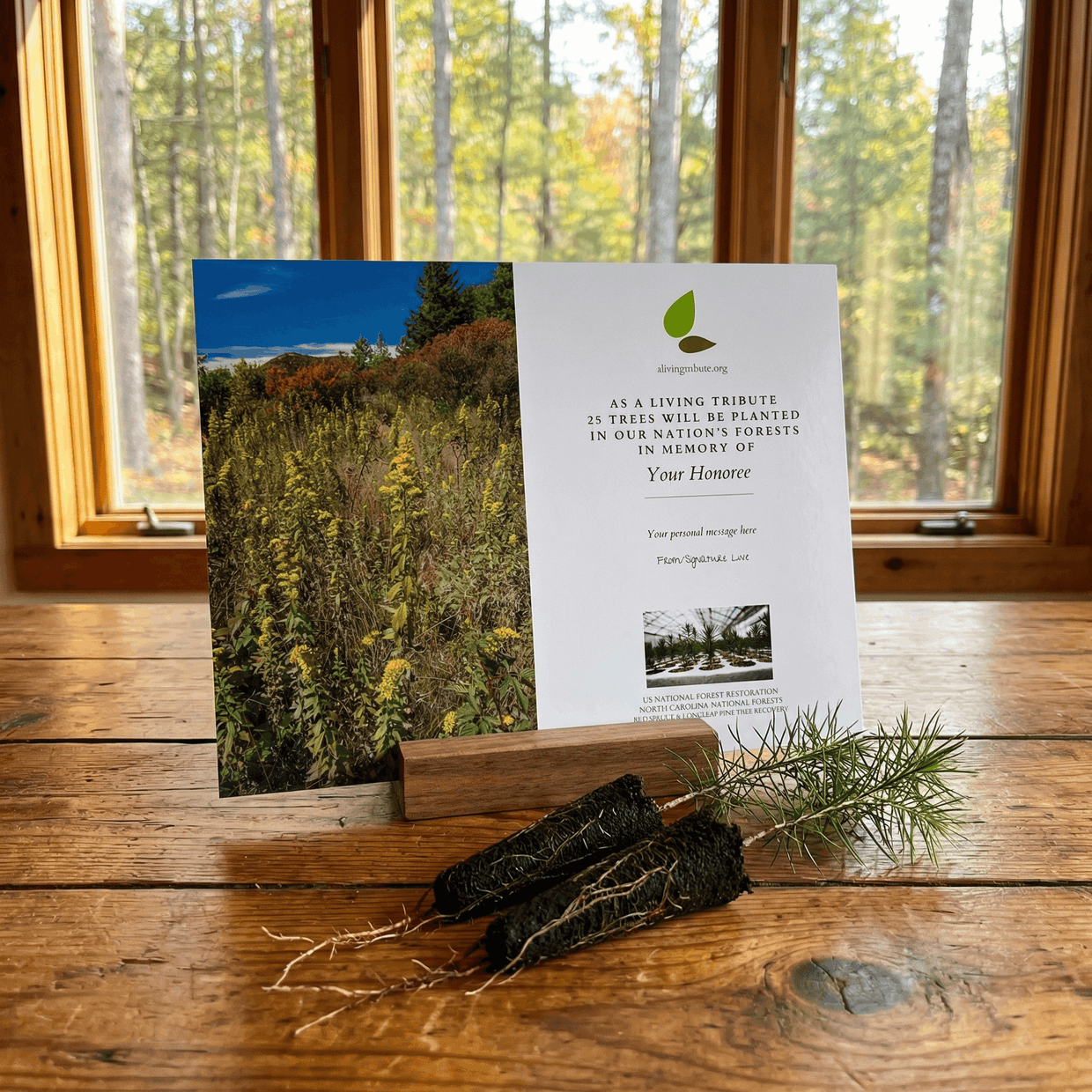 Plant a Tree for Someone in North Carolina - Memorial & Tribute Trees ...