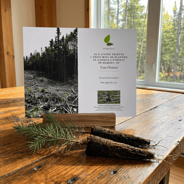 planting trees in canada for money Plant a Tree in Canada with Mailed Commemorative Card