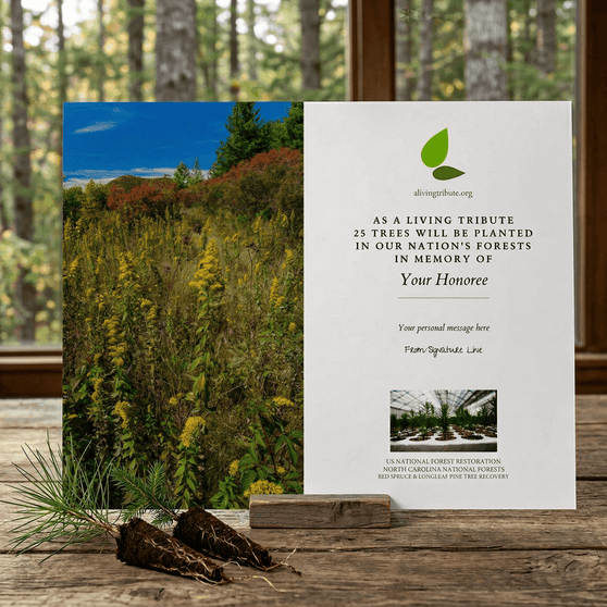 Plant a Tree in North Carolina