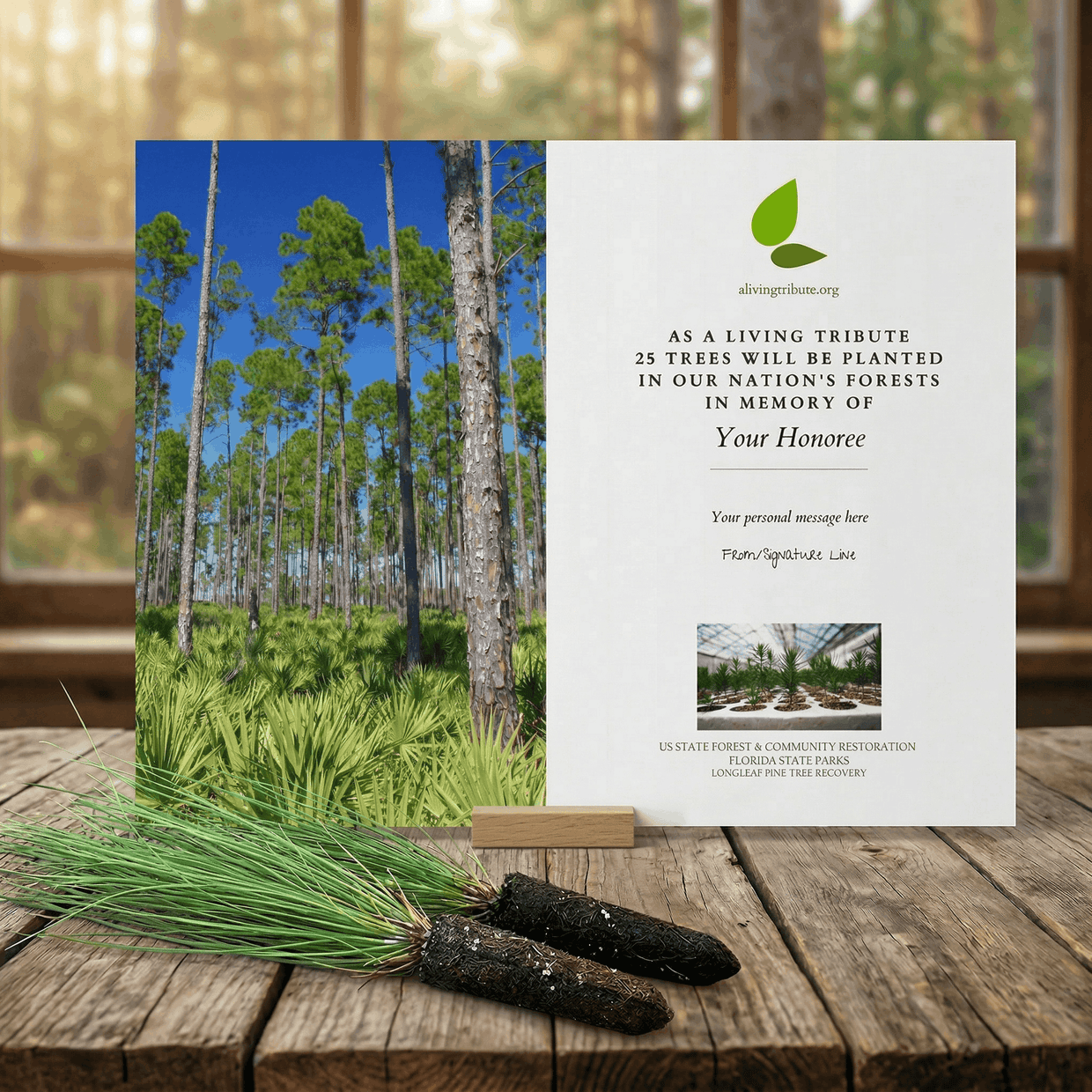 Plant a Tree in Florida - Memorial Trees & Tribute Trees | A Living Tribute