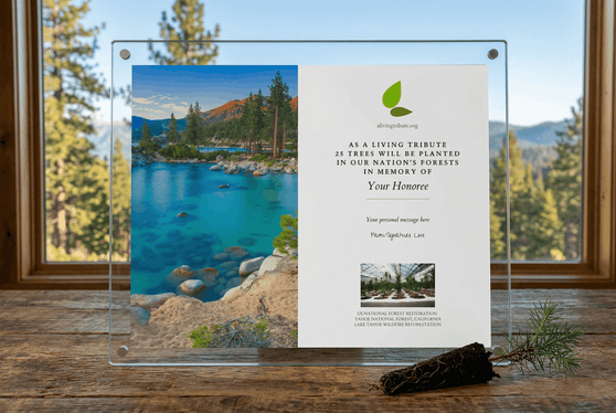 Diamond glass memorial tree plaque with scenic view of a lake and trees, placed on a wooden surface.