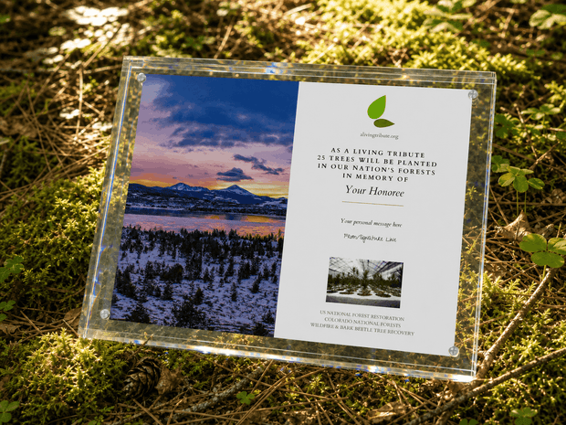 A Living Tribute - Crystal Tribute Tree Planting Gift