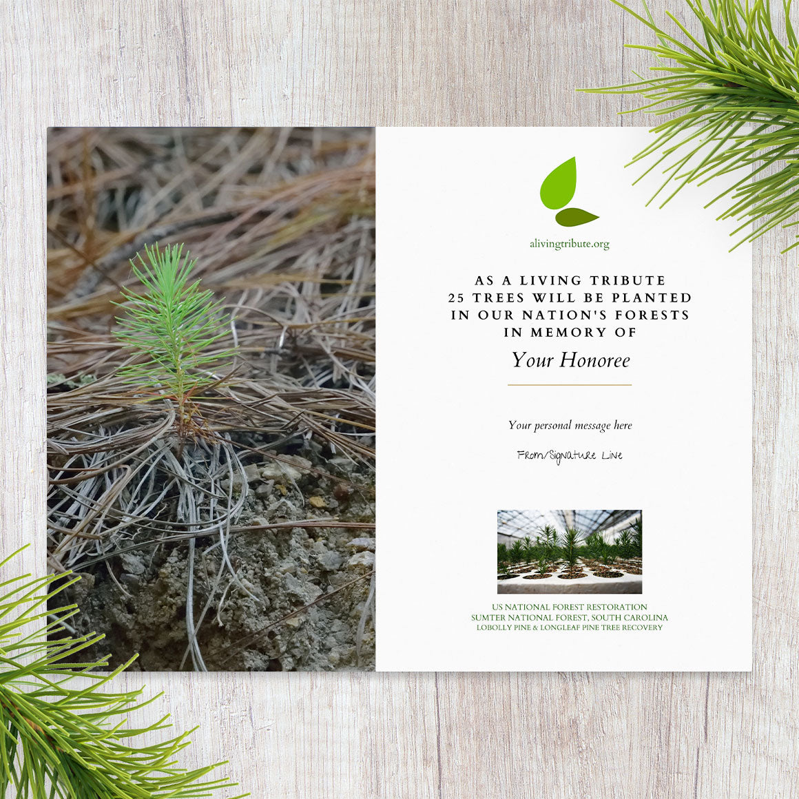 Plant a Tree for Someone in South Carolina - Memorial & Tribute Trees ...