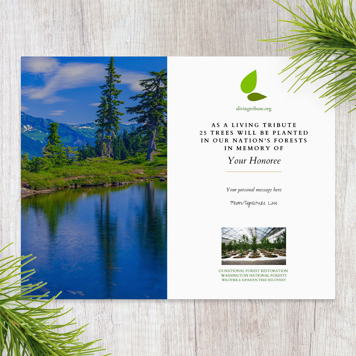 Plant a Tree for Someone in Washington - Memorial & Tribute Trees | A ...