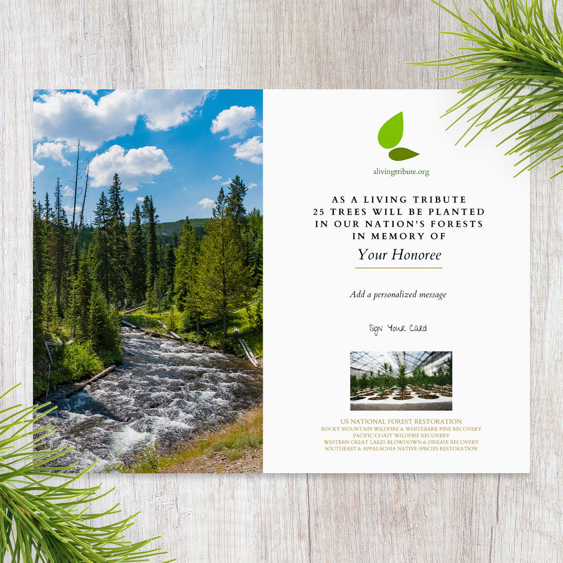 Tree Planting in a US National Forest with Mailed Commemorative Card ...