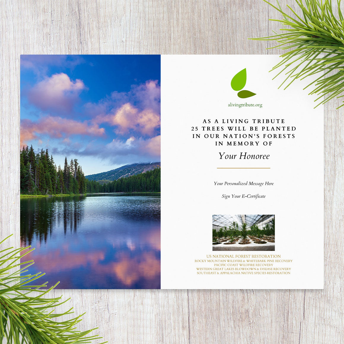 Plant a Tree For Someone in a National Forest - A Living Tribute | A ...