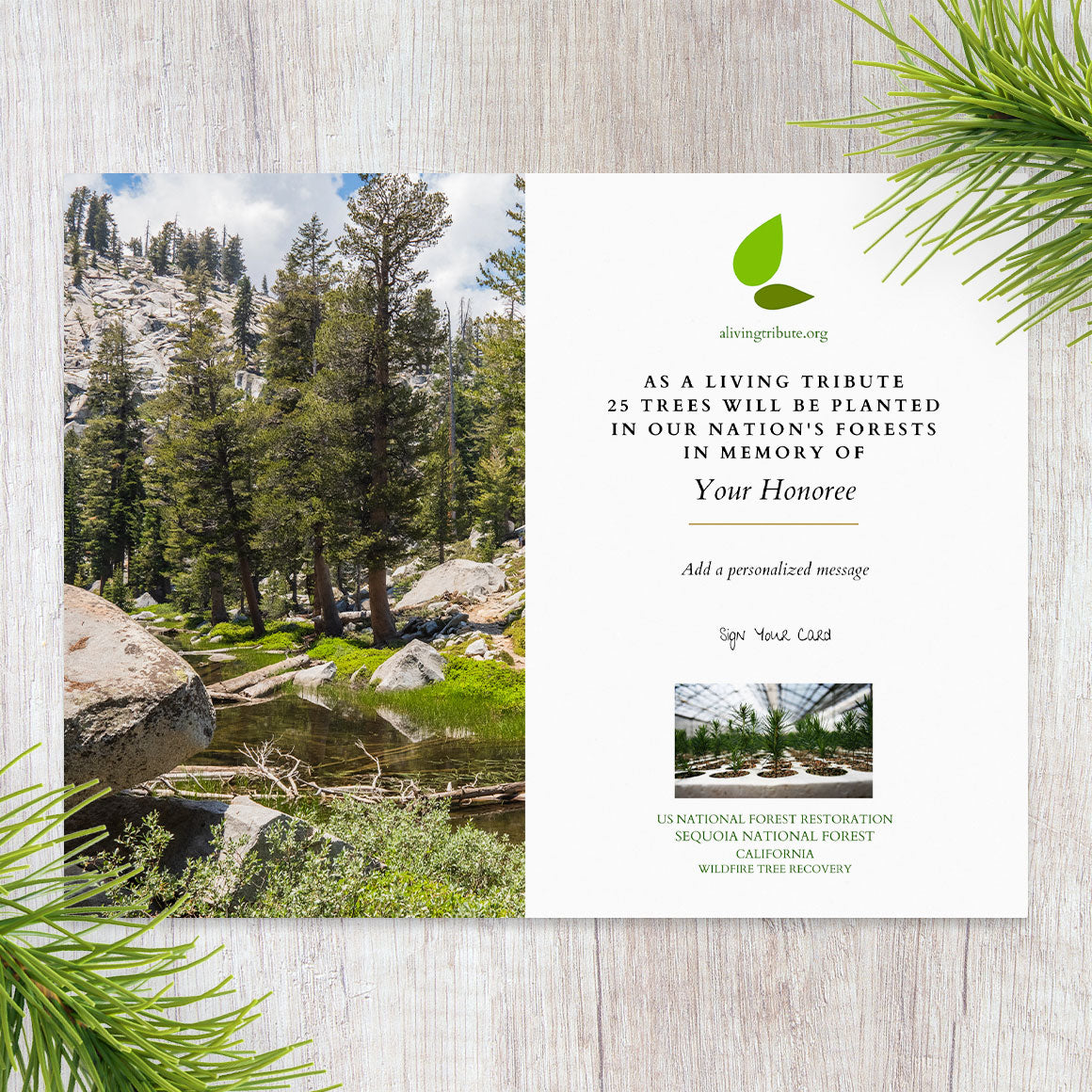 Plant a Tree in Honor or Memory in a California National Forest - A Li ...