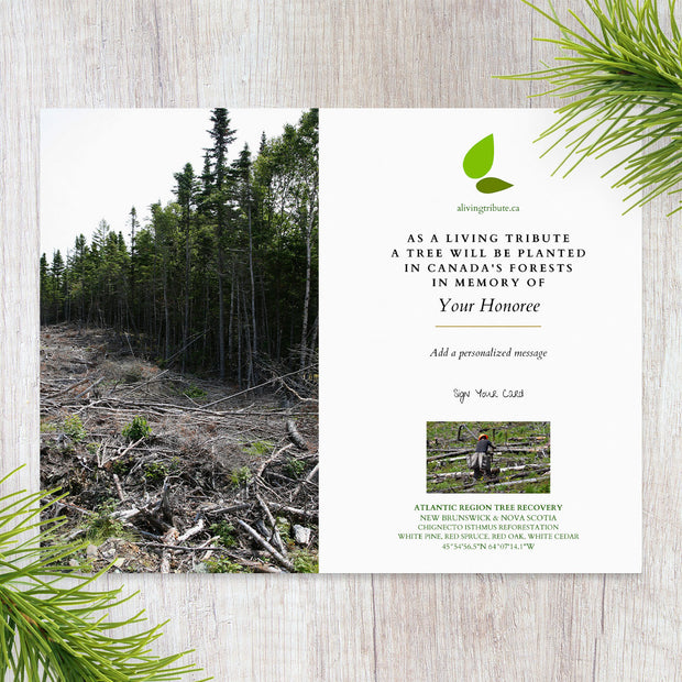 Plant a Tree in Canada with Mailed Commemorative Card