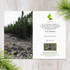 Plant a Tree in New Brunswick