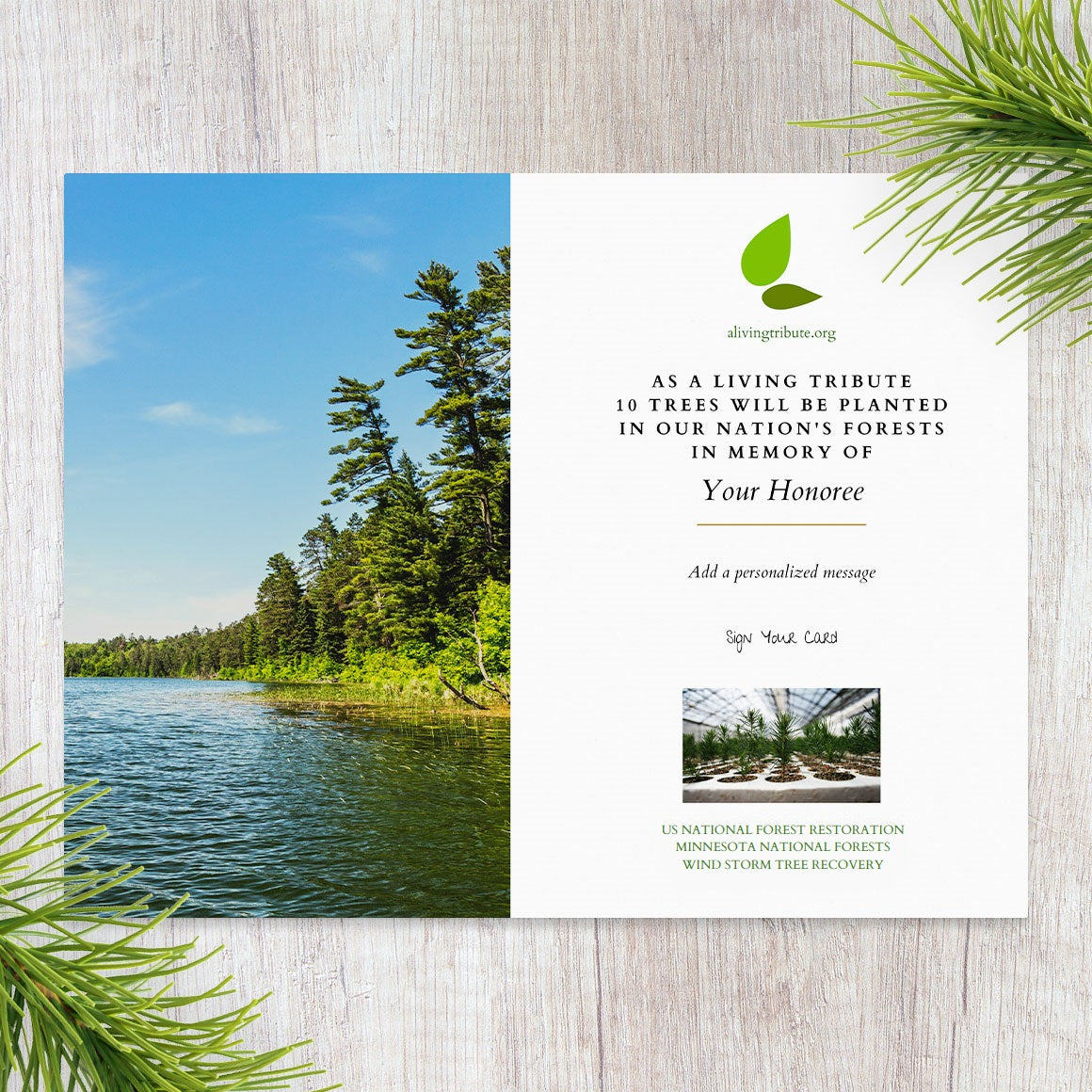 Plant a Tree for Someone in Minnesota - Memorial & Tribute Trees | A ...