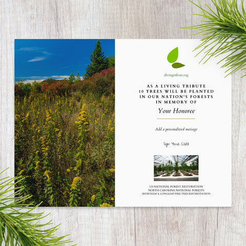 Plant a Tree for Someone in the Appalachians - Memorial & Tribute Trees