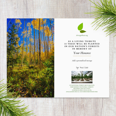 Plant a Tree for Someone in New Mexico - Memorial & Tribute Trees