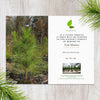 Plant a Tree for Someone in Texas - Memorial & Tribute Trees
