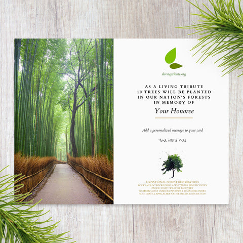 Tree Path Sympathy Card