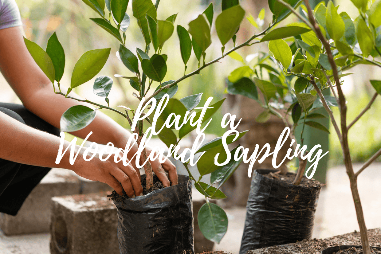 Plant a Tree for Someone in New York - Memorial & Tribute Trees | A ...