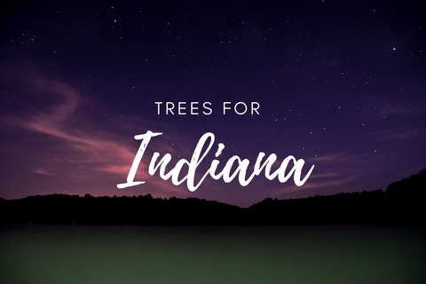 Plant a Tree for Someone in Indiana - Memorial & Tribute Trees