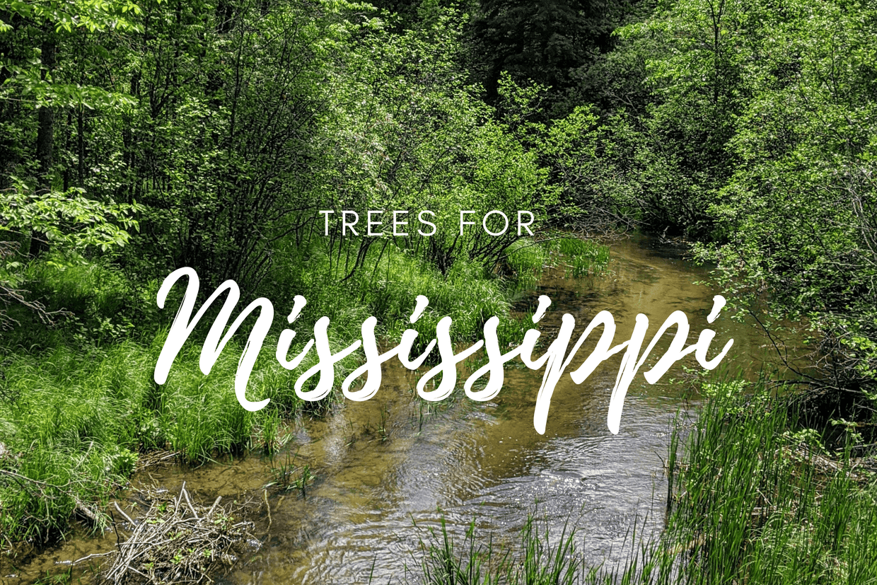 Plant a Tree for Someone in Mississippi - Memorial & Tribute Trees | A ...