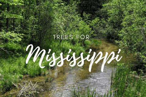 Plant a Tree for Someone in Mississippi - Memorial & Tribute Trees