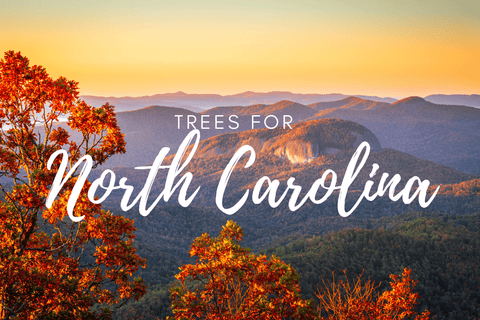 Plant a Tree for Someone in the Carolinas - Memorial & Tribute Trees