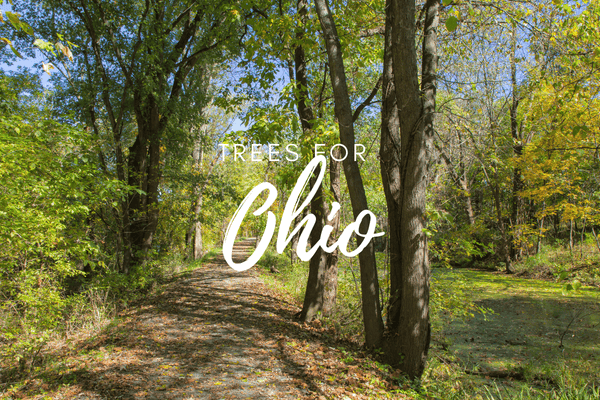 Plant a Tree for Someone in Ohio Memorial Tribute Trees A Living