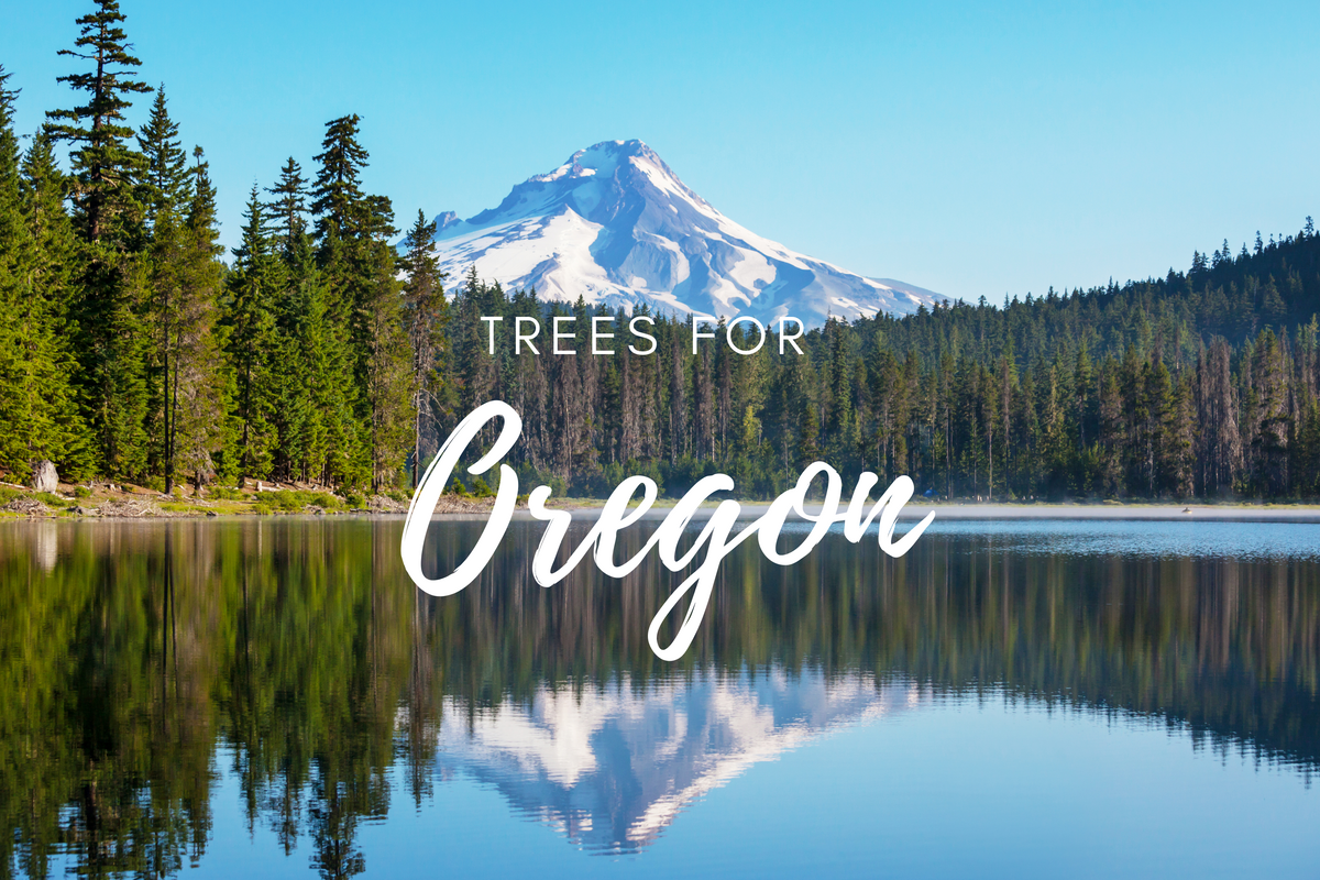 Plant a Tree for Someone in Oregon - Oregon Memorial Trees | A Living ...