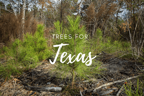 Plant a Tree in Memory Texas