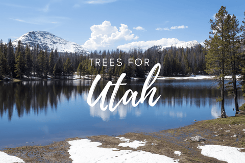 Plant a Tree for Someone in Utah - Memorial & Tribute Trees